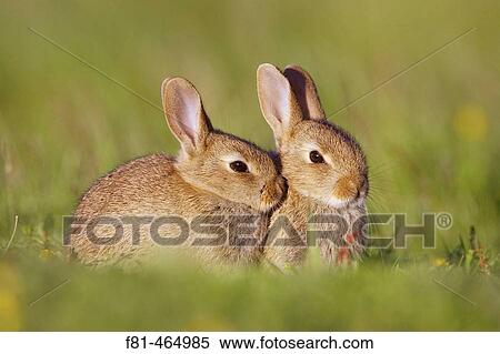 Stock Photography - Rabbit (Oryctolagus cuniculus), two youngsters outside burrow entrance in late evening sun. Scotland. July 2005.. Fotosearch