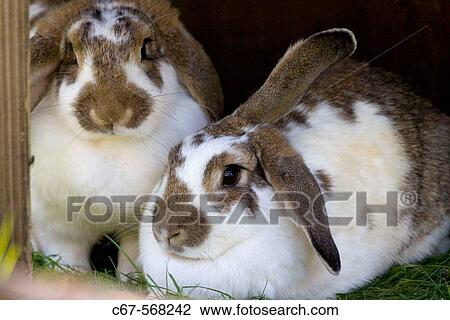 Rabbits. View Large Photo Image Stock Image - Rabbits.. Fotosearch
