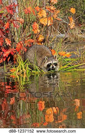 Stock Image - Raccoon or racoon Adult Procyon lotor Order: Carnivora Family, Procyonidae.. Fotosearch
