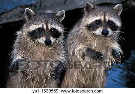 Raccoon, procyon lotor, Adults standing on Hind Legs View Large Photo Image Stock Photo - Raccoon, procyon lotor, Adults standing on Hind Legs. Fotosearch