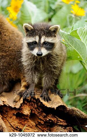 Raccoon Procyon lotor baby- CS View Large Photo Image Stock Image - Raccoon Procyon lotor baby- CS. Fotosearch