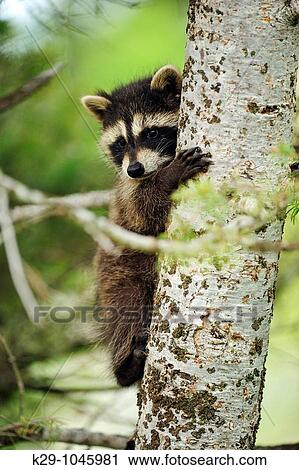 Raccoon Procyon lotor baby- CS View Large Photo Image Stock Image - Raccoon Procyon lotor baby- CS. Fotosearch