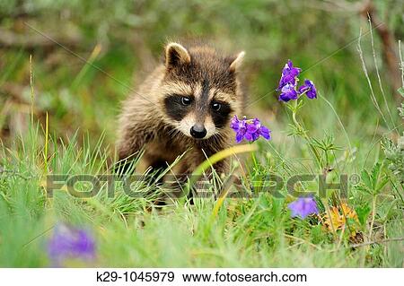 Raccoon Procyon lotor baby- CS View Large Photo Image Stock Photo - Raccoon Procyon lotor baby- CS. Fotosearch