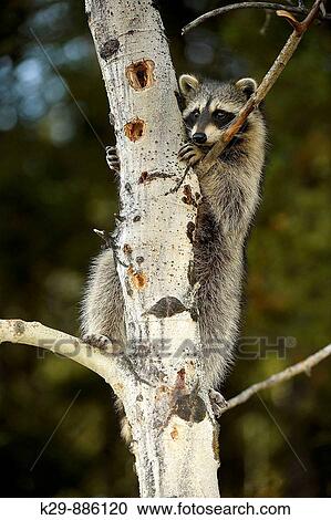 Raccoon Procyon lotor- captive View Large Photo Image Stock Image - Raccoon Procyon lotor- captive. Fotosearch