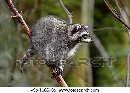 RACCOON Procyon lotor in tree, western Washington, USA View Large Photo Image Stock Photography - RACCOON Procyon lotor in tree, western Washington, USA. Fotosearch