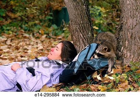 Raccoon (Procyon lotor) raiding a hiker's bag View Large Photo Image Picture - Raccoon (Procyon lotor) raiding a hiker's bag. Fotosearch