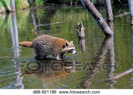 Raccoon (Procyon lotor) View Large Photo Image Stock Photograph - Raccoon (Procyon lotor). Fotosearch