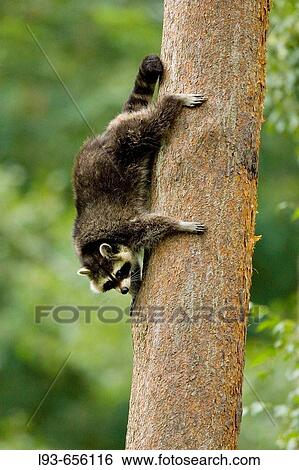 Raccoon (Procyon lotor) View Large Photo Image Stock Photograph - Raccoon (Procyon lotor). Fotosearch