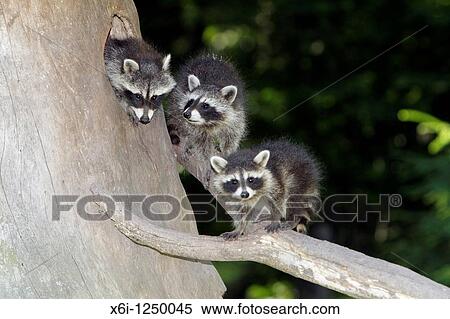 Raccoon Procyon lotor, three baby animals, sitting in front of den entrance in tree stump, Germany View Large Photo Image Stock Photography - Raccoon Procyon lotor, three baby animals, sitting in front of den entrance in tree stump, Germany. Fotosearch