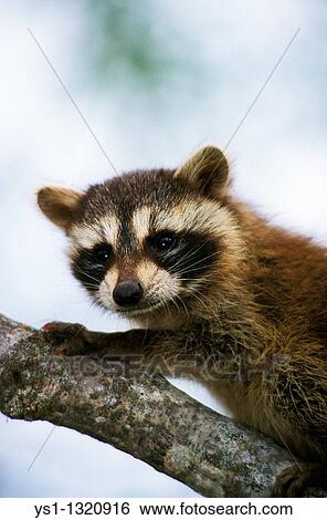 RACCOON procyon lotor, YOUNG ON BRANCH View Large Photo Image Stock Photograph - RACCOON procyon lotor, YOUNG ON BRANCH. Fotosearch