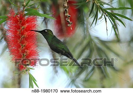 Stock Image - Racket-tailed Puffleg hummingbird Venezuela.. Fotosearch