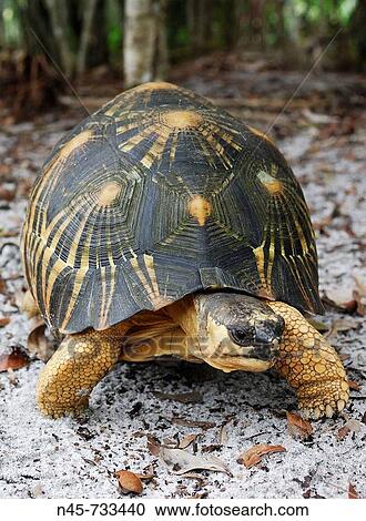 Radiated Tortoise (Geochelone radiata) View Large Photo Image Stock Image - Radiated Tortoise (Geochelone radiata). Fotosearch