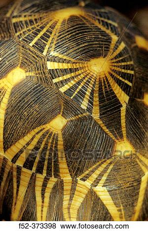 Radiated Tortoise (Geochelone radiata) View Large Photo Image Stock Photo - Radiated Tortoise (Geochelone radiata). Fotosearch
