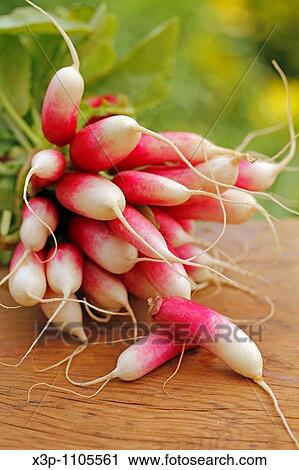 Radishes in natural background. View Large Photo Image Stock Image - Radishes in natural background.. Fotosearch