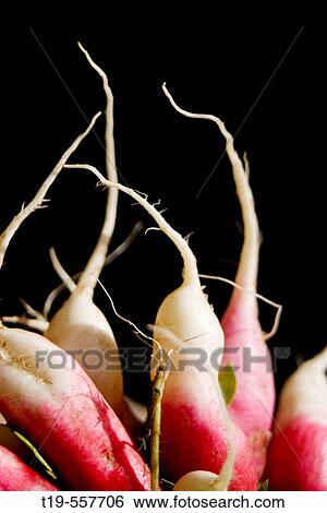 Radishes (Raphanus sativus L. ) View Large Photo Image Stock Photograph - Radishes (Raphanus sativus L. ). Fotosearch