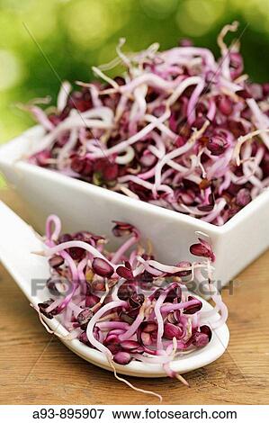 Radishes sprouts View Large Photo Image Stock Photo - Radishes sprouts. Fotosearch