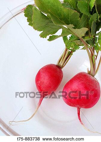 Radishes View Large Photo Image Stock Photo - Radishes. Fotosearch