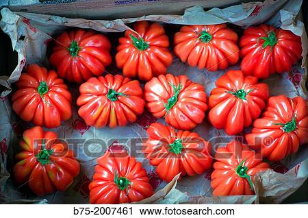Raf tomatoes Box View Large Photo Image Stock Image - Raf tomatoes Box. Fotosearch