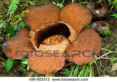Rafflesia Rafflesia keithii Poring rainforest Sabah Borneo Malaysia View Large Photo Image Stock Image - Rafflesia Rafflesia keithii Poring rainforest Sabah Borneo Malaysia. Fotosearch