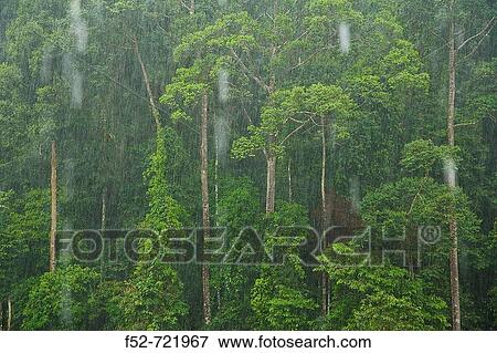 Stock Photo - Rain, Danum Valley Conservation Area. Sabah, Borneo, Malaysia. Fotosearch