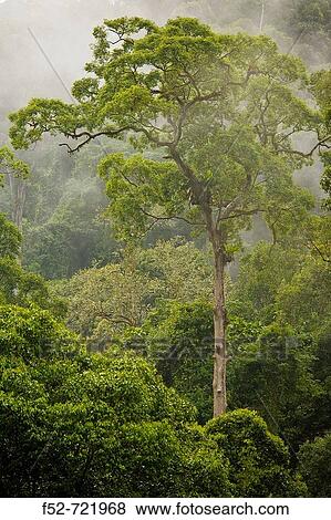 Stock Photo - Rain, Danum Valley Conservation Area. Sabah, Borneo, Malaysia. Fotosearch
