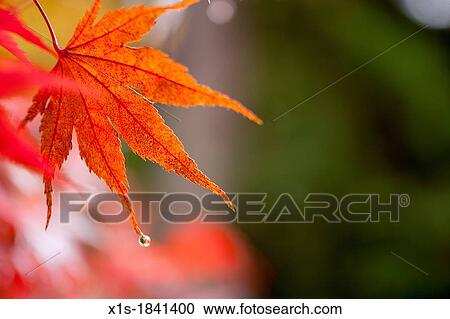 Stock Image - Rain drops about to fall from the tips of fall leaves. Fotosearch