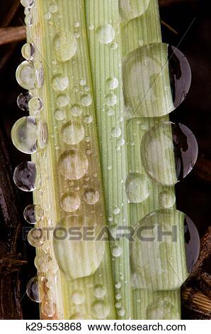 Rain drops on marsh grasses View Large Photo Image Stock Photo - Rain drops on marsh grasses. Fotosearch