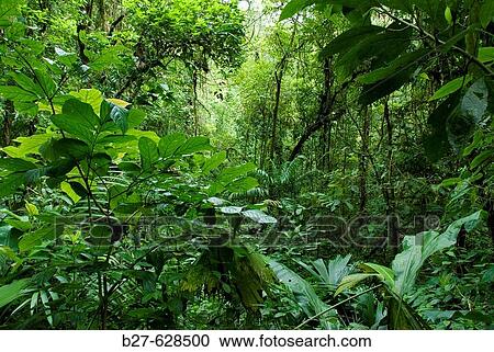 Rain forest protected area, close to Arenal Volcano National Park. Costa Rica. Central America View Large Photo Image Stock Image - Rain forest protected area, close to Arenal Volcano National Park. Costa Rica. Central America. Fotosearch