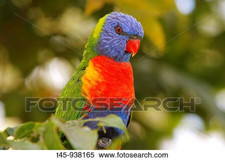Stock Photography - Rainbow Lorikeet (Trichoglossus haematodus), Queensland, Australia. Fotosearch