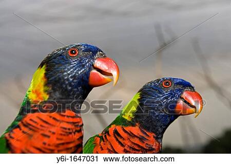Rainbow lorikeets Jurong Bird Park Singapore View Large Photo Image Stock Image - Rainbow lorikeets Jurong Bird Park Singapore. Fotosearch