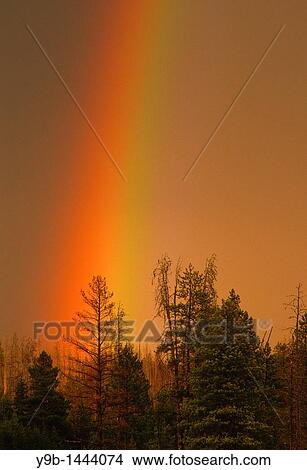 Rainbow over conifers at sunset, near Firehole River, Yellowstone National Park, Wyoming, USA View Large Photo Image Picture - Rainbow over conifers at sunset, near Firehole River, Yellowstone National Park, Wyoming, USA. Fotosearch