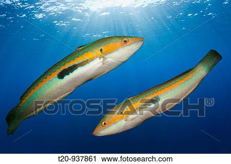 Rainbow Wrasse, Coris julis, Istria, Adriatic Sea, Croatia View Large Photo Image Stock Image - Rainbow Wrasse, Coris julis, Istria, Adriatic Sea, Croatia. Fotosearch