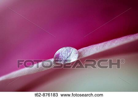 Raindrop on a flower petal View Large Photo Image Stock Image - Raindrop on a flower petal. Fotosearch