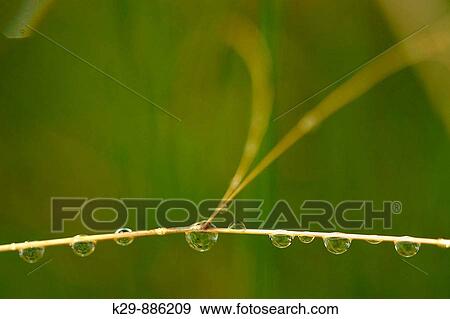 Raindrops clinging to strands of hairgrass in late summer View Large Photo Image Stock Photo - Raindrops clinging to strands of hairgrass in late summer. Fotosearch