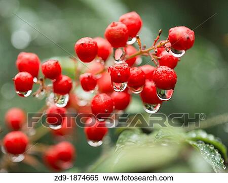 Raindrops hang tenuously on bright red pyracantha berries View Large Photo Image Stock Photography - Raindrops hang tenuously on bright red pyracantha berries. Fotosearch