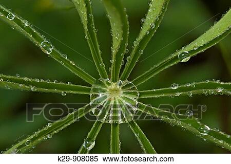 Stock Photography - Raindrops on a lupine leaf. Fotosearch