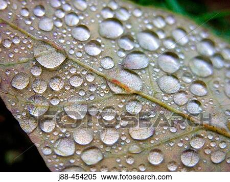 Raindrops on leaf View Large Photo Image Stock Photography - Raindrops on leaf. Fotosearch