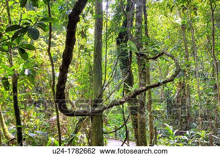 Rainforest, Abai Jungle, Borneo, Malaysia View Large Photo Image Stock Image - Rainforest, Abai Jungle, Borneo, Malaysia. Fotosearch