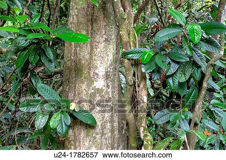 Rainforest, Abai Jungle, Kinabatangan Wildlife Sanctuary, Borneo, Malaysia View Large Photo Image Stock Photo - Rainforest, Abai Jungle, Kinabatangan Wildlife Sanctuary, Borneo, Malaysia. Fotosearch