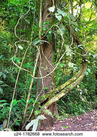 Rainforest, Danum Valley Conservation Area, Borneo, Sabah, Malaysia View Large Photo Image Stock Photo - Rainforest, Danum Valley Conservation Area, Borneo, Sabah, Malaysia. Fotosearch