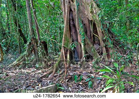 Rainforest, Gulung Mulu National Park, Borneo, Malaysia View Large Photo Image Picture - Rainforest, Gulung Mulu National Park, Borneo, Malaysia. Fotosearch