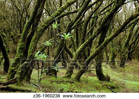 Rainforest in Garajonay National Park, La Gomera, Canary Island, Spain. View Large Photo Image Stock Photo - Rainforest in Garajonay National Park, La Gomera, Canary Island, Spain.. Fotosearch