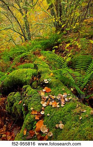 Rainforest, Muniellos Natural Reserve, Asturias, Spain View Large Photo Image Stock Photograph - Rainforest, Muniellos Natural Reserve, Asturias, Spain. Fotosearch
