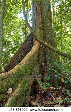 Rainforest tree showing buttress roots, Danum Valley, Sabah, Borneo View Large Photo Image Stock Image - Rainforest tree showing buttress roots, Danum Valley, Sabah, Borneo. Fotosearch