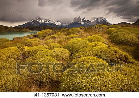 Rainstorm engulfs Cuernos del Paine peaks, thorny? matabarrosa? Mulinum spinosum in flower, Parque Nacional Torres del Paine, Patagonia, Chile. View Large Photo Image Stock Image - Rainstorm engulfs Cuernos del Paine peaks, thorny? matabarrosa? Mulinum spinosum in flower, Parque Nacional Torres del Paine, Patagonia, Chile.. Fotosearch