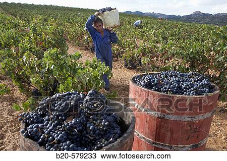 Raisin wooden tubs. Traditional vintage. Via Tondonia. Bodegas R. L? pez de Heredia. Haro. La Rioja. Spain. View Large Photo Image Stock Image - Raisin wooden tubs. Traditional vintage. Via Tondonia. Bodegas R. L? pez de Heredia. Haro. La Rioja. Spain.. Fotosearch