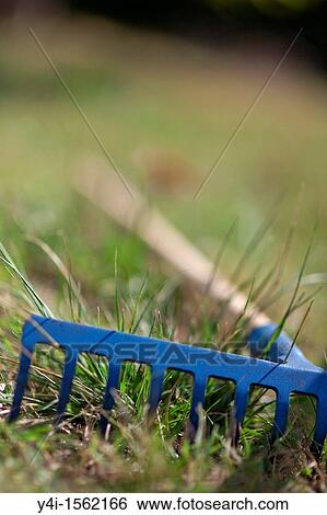 Rake laid in the grass View Large Photo Image Stock Photograph - Rake laid in the grass. Fotosearch