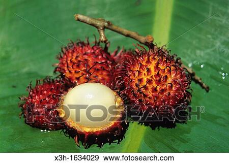 rambutan hairy lychee, Republic of Madagascar, Indian Ocean View Large Photo Image Stock Photo - rambutan hairy lychee, Republic of Madagascar, Indian Ocean. Fotosearch