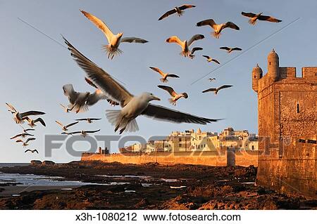 Stock Image - ramparts and Portuguese citadel with the medina in the background, Essaouira, Morocco, North Africa. Fotosearch