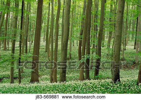 Ramson in spring forest. (Allium ursinum). Hainich National Park, Thueringen, Germany. View Large Photo Image Stock Image - Ramson in spring forest. (Allium ursinum). Hainich National Park, Thueringen, Germany.. Fotosearch